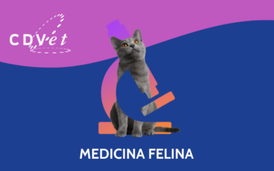 CDVet e Hill’s presentano la tappa di Roma del “CATour Hill’s Vet Tour 2024”